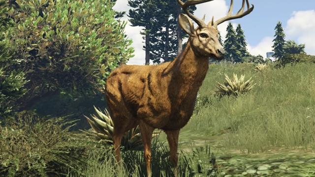 Deer / Elk | GTA 5 Animals, How To Play & Where To Find