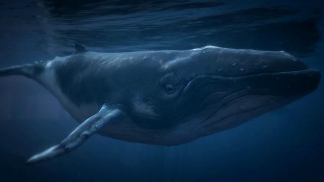 Humpback Whale - GTA 5 Animal Humpback Whale - GTA 5 Animal