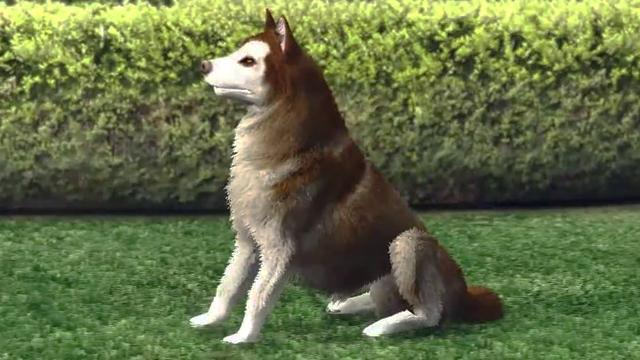 Husky - GTA 5 Animal Husky - GTA 5 Animal