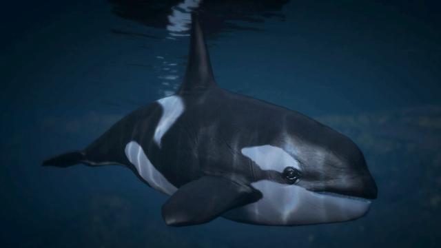 Orca (Killer Whale) - GTA 5 Animal