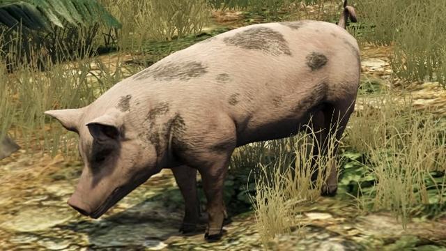 Pig - GTA 5 Animals, How To Play & Where To Find Pig - GTA 5 Animals, How To Play & Where To Find