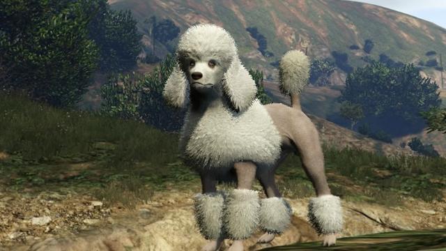 Poodle | GTA 5 Animals, How To Play & Where To Find