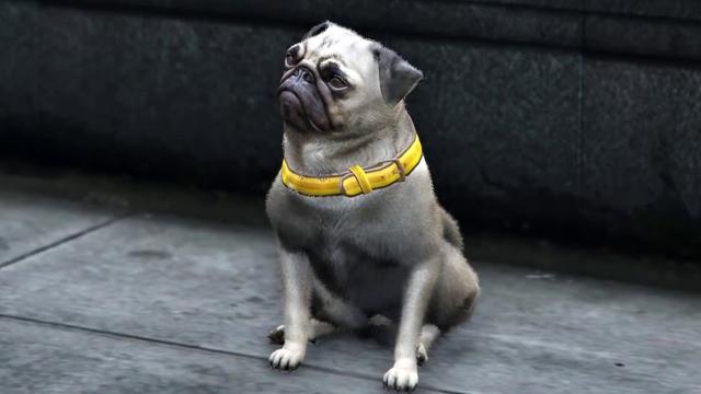 Pug | GTA 5 Animals, How To Play & Where To Find