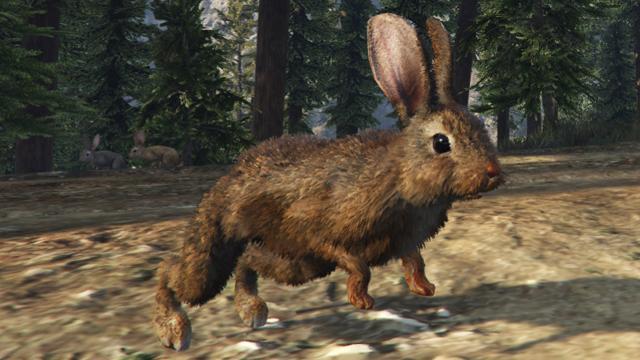 Rabbit | GTA 5 Animals, How To Play & Where To Find