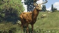Deer / Elk