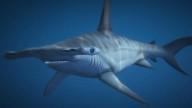 Hammerhead shark