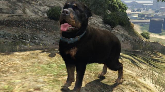 Rottweiler | GTA 5 Animals, How To Play & Where To Find