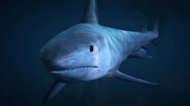Tiger Shark - GTA 5 Animals, How To Play & Where To Find
