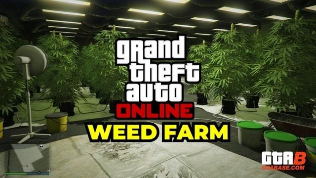 GTA Online Weed Farm: Setup, Location, Upgrades &amp; Payout