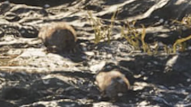 Beaver - GTA 6 Animals Guide Beaver - GTA 6 Animals Guide
