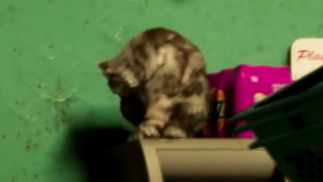Cat - GTA 6 Animals Guide Cat - GTA 6 Animals Guide