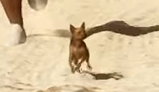 Chihuahua - GTA 6 Animals Guide Chihuahua - GTA 6 Animals Guide