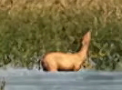 Deer - GTA 6 Animals Guide Deer - GTA 6 Animals Guide
