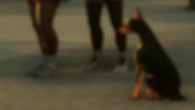 Doberman - GTA 6 Animals Guide Doberman - GTA 6 Animals Guide