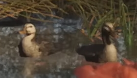 Duck - GTA 6 Animals Guide Duck - GTA 6 Animals Guide