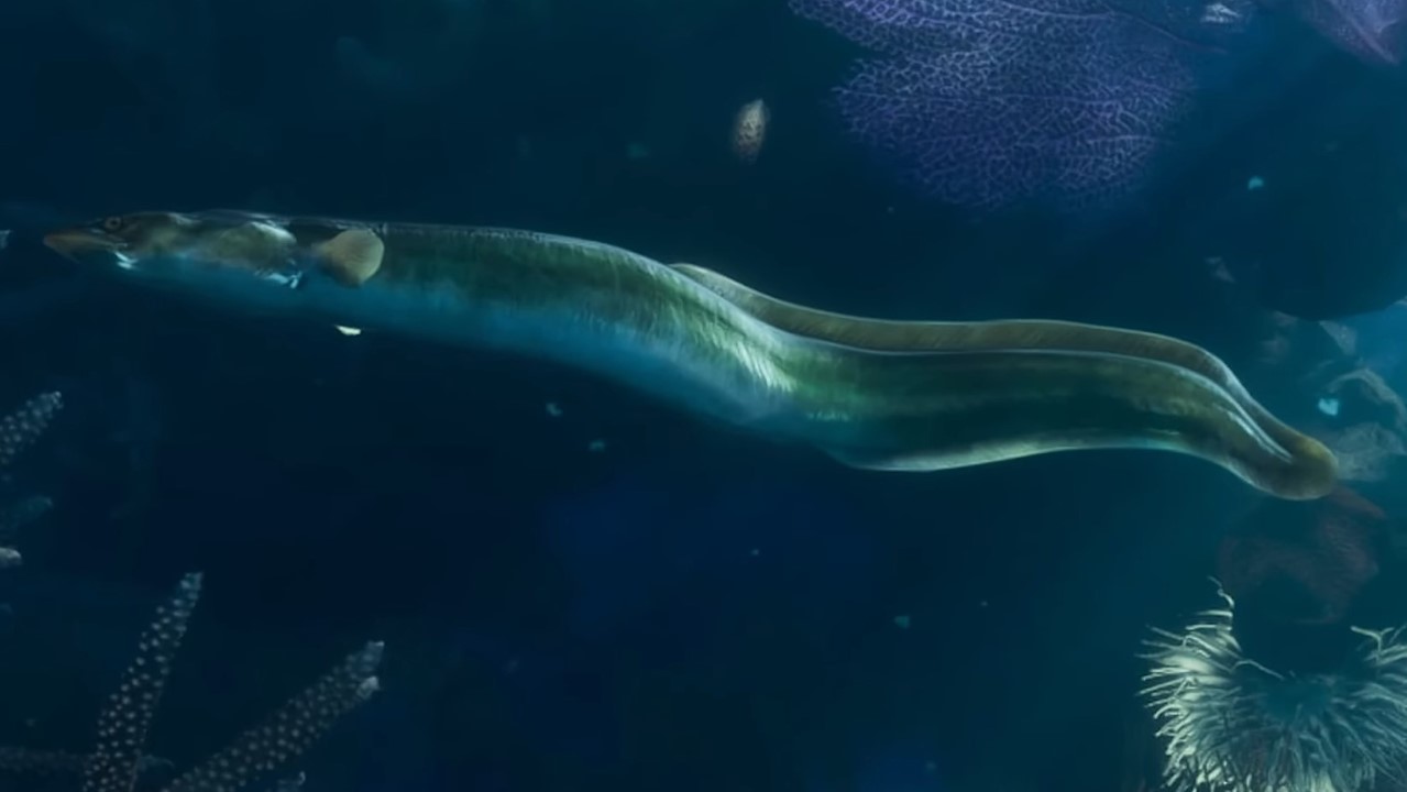 Eel - GTA 6 Animals Guide Eel - GTA 6 Animals Guide
