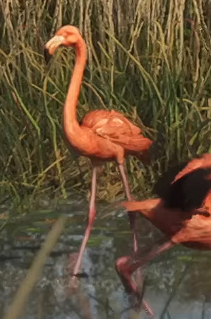 Flamingo