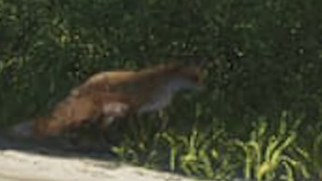 Fox - GTA 6 Animals Guide Fox - GTA 6 Animals Guide