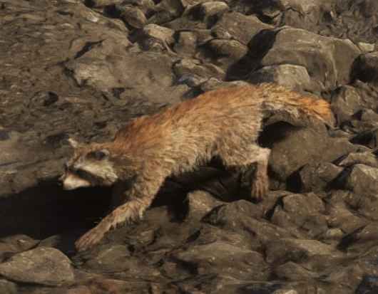 Raccoon - GTA 6 Animals Guide