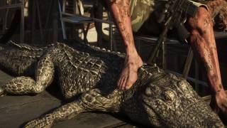 American Alligator
