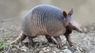 Armadillo Armadillo