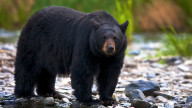 Black Bear