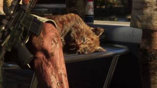 Bobcat