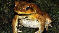 Cane Toad