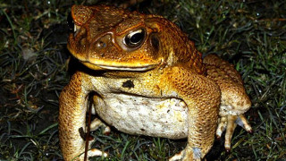 Cane Toad