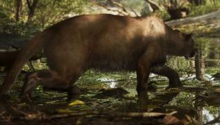 Cougar / Florida Panther