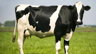 Cow