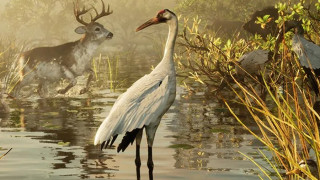 Whooping Crane