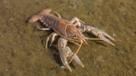 Crayfish