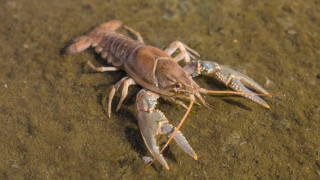 Crayfish