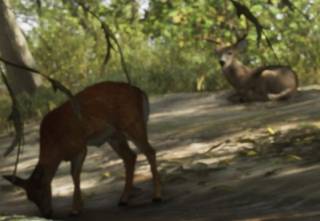 Deer