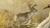 Deer