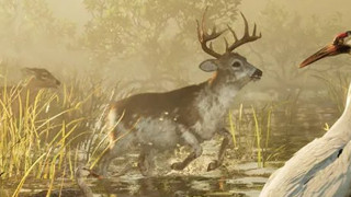 Deer