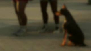 Doberman