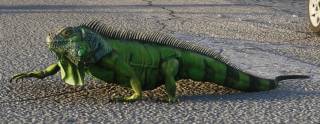 Green Iguana
