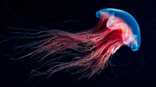 Jellyfish