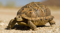 Land Turtle