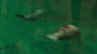 Manatee Manatee