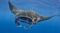 Manta Ray