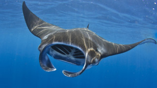Manta Ray