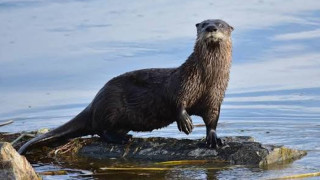 Otter