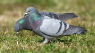 Pigeon