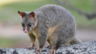 Possum