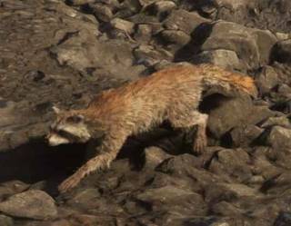Raccoon