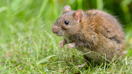 Rat