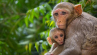 Rhesus Macaque